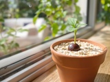 Ne jetez plus vos noyaux de litchi : cette astuce les transforme en plante bluffante