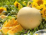 Science révèle : pourquoi les amateurs de melon profitent davantage de l’été