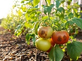 Vos tomates pourrissent sur pied ? Voici l’erreur que 90 % des jardiniers ignorent