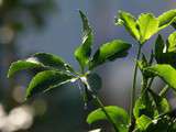 Aralia à 5 feuilles / himeukogi = ヒメウコギ