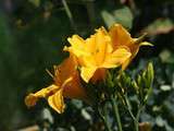 Bourgeons de Lis d’un jour en asperge (Daylily buds)