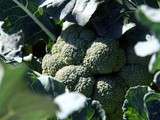 Brocoli au Lapsang Souchong