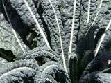 Bruschetta col cavolo nero