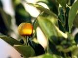 Calamondin (Vinaigre de )