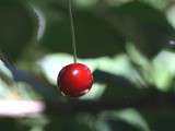 Cerises à l’eau de vie - cerises à la goutte