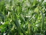 Chicorée de Catalogne (puntarelle) en salade