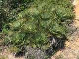 Chou palmiste de Chamaerops humilis