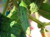 Cornichons frais du matin au vinaigre