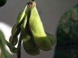 Edamame au citron jaune vert - Edamame with lemon balm