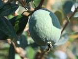 Feijoa ( séchée… au sirop … )