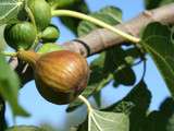 Figues au miel et à la lavande