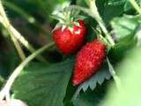 Fraises des bois au Lambrusque rouge