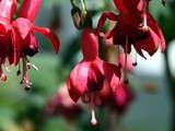 Fruits du fuchsia de Mangellan