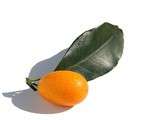 Kumquat sec