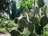 Nopal (salade de)