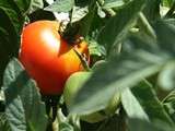 Pain à la tomate /  Pan con Tomate 