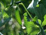 Pois mangetout à la réglisse