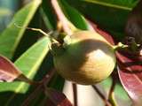 Pomme-rose au rhum blanc