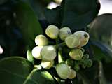 Pruneaux, vin de Madère et fleurs de pamplemoussier