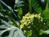 Romanesco sauce Ume