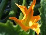 Sauce aux fleurs de courgette