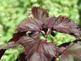 Shiso et concombre (gaspacho de...)