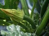 Soupe froide courgette gingembre-mangue