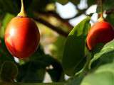 Tamarillo au sucre / Tamarillo with sugar