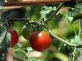 Tomate et bouillon