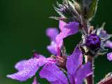 Plantes sauvages et cuisine tOké