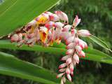 Alpinia zerumbet ou Alpinia  à tout maux  ou atoumo