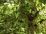 Balade dans la forêt du Domaine d'émeraude