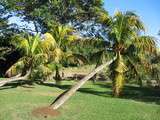 Jardin botanique de Pamplemousse