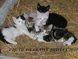 Donne petits chatons adorables