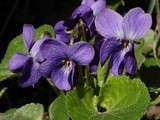 Sirop de violette ( contre les rhumes )