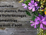 Cueillette des plantes, fleurs et fruits sauvages comestibles du mois d’août