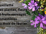 Cueillette des plantes, fleurs et fruits sauvages comestibles du mois de février