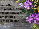 Cueillette des plantes, fleurs et fruits sauvages comestibles du mois de juin