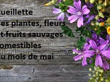 Cueillette des plantes, fleurs et fruits sauvages comestibles du mois de mai