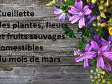 Cueillette des plantes, fleurs et fruits sauvages comestibles du mois de mars