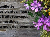 Cueillette des plantes, fleurs et fruits sauvages comestibles du mois de novembre