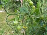 Zoom sur la tomate cerise