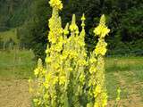 Sirop de bouillon blanc