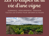 10 étapes de la vie d’une vigne 🍇