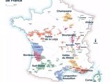 🍇 Bilan des vendanges 2023 : une bonne récolte