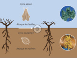 🍇 La complantation, une pratique archaïque