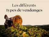 🍇 Tout comprendre des vendanges : quand, comment et quels impacts à la dégustation