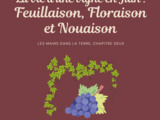 Vie de la vigne – Chapitre 2 : Feuilles, fleurs et nouaison 🌿