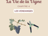 Vie de la Vigne Chapitre 4 : Les vendanges 🍇