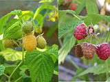 Confiture de litchis aux framboises